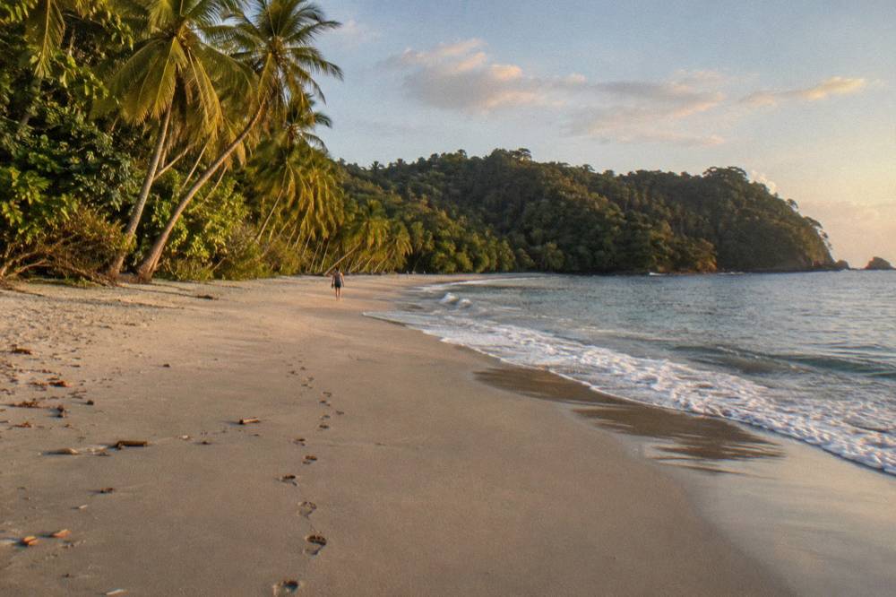 Long empty beach with palm trees and forested hills at the edge of Manuel Antonio